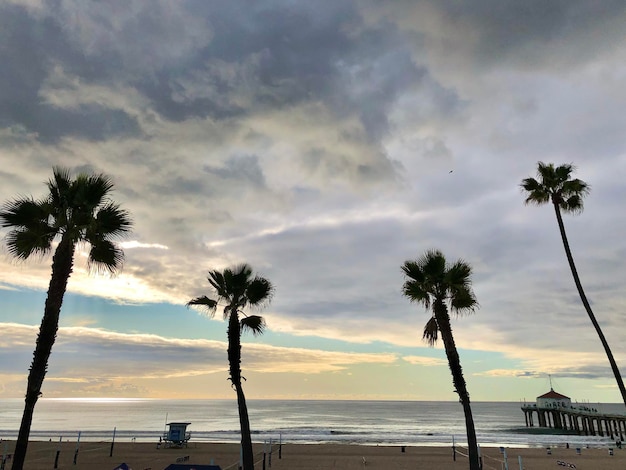 Palm trees on beach against sky during sunset