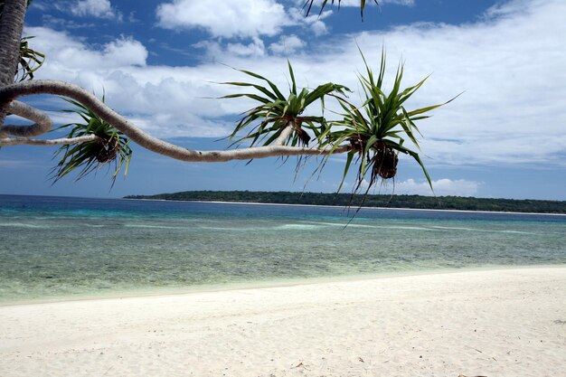 Palm trees at beach against sky