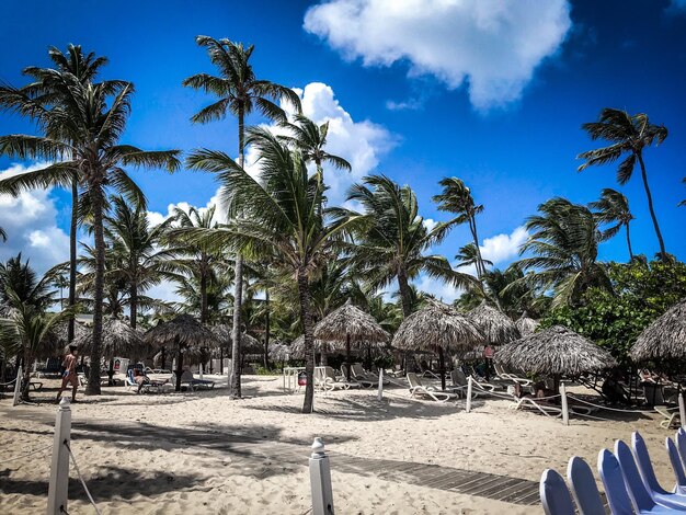 Palm trees on beach against sky