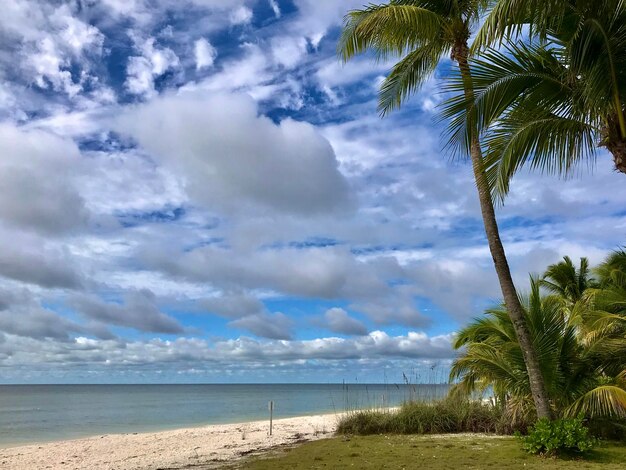 Palm trees on beach against sky