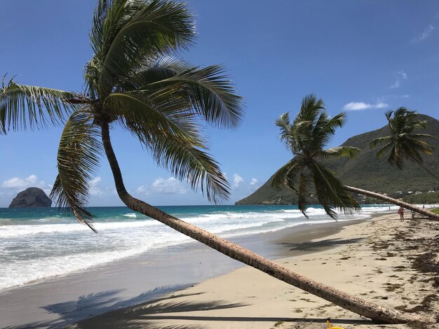 Palm trees on beach against sky