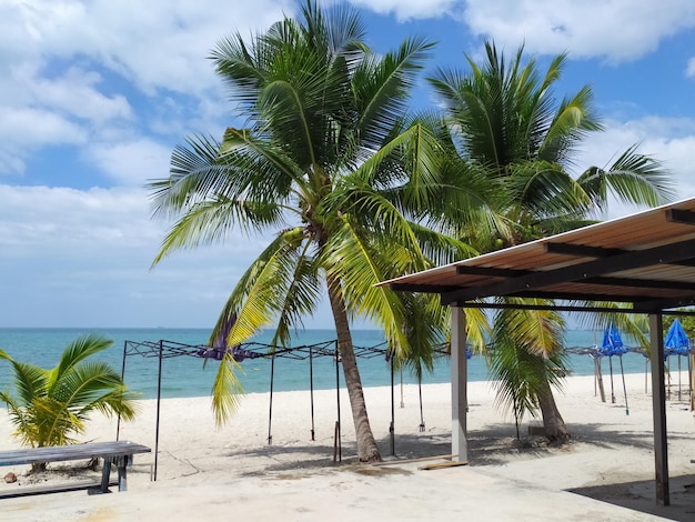 Palm trees on beach against sky