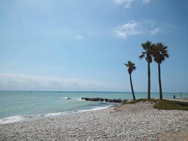 Palm trees on beach against sky