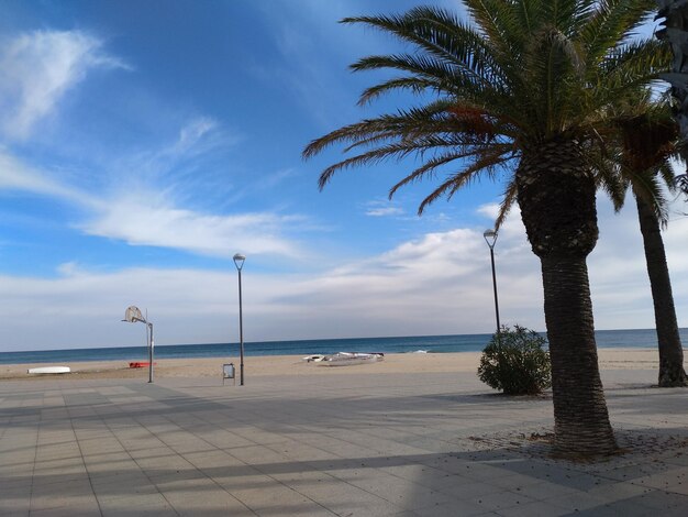 Palm trees on beach against sky