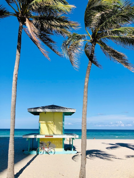 Foto palme sulla spiaggia contro il cielo