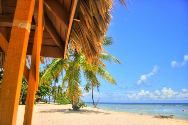 Palm trees on beach against sky