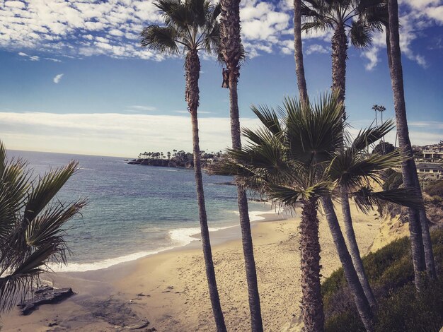 Palm trees on beach against sky