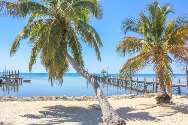 Photo palm trees on beach against sky