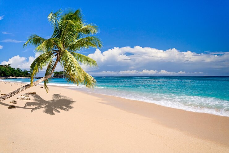 Photo palm trees on beach against sky