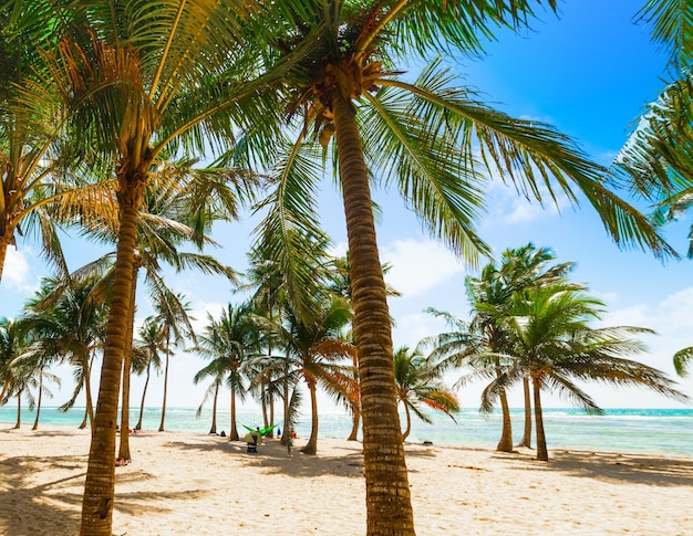 Foto palme sulla spiaggia contro il cielo