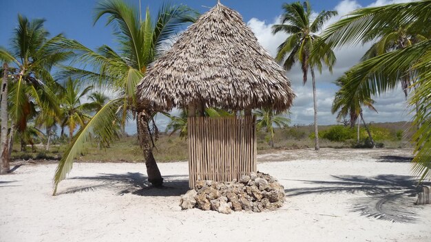 Foto palme sulla spiaggia contro il cielo