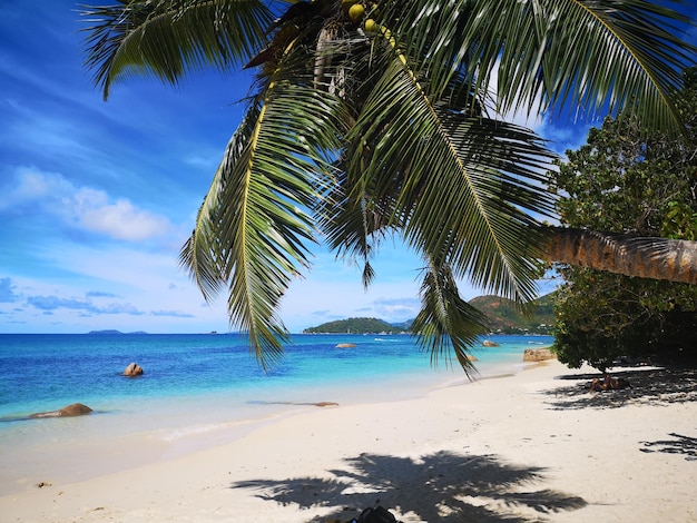 Palm trees on beach against sky