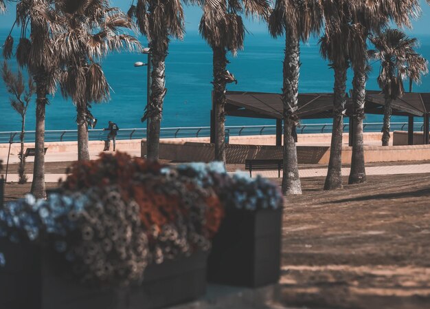 Palm trees on beach against sky