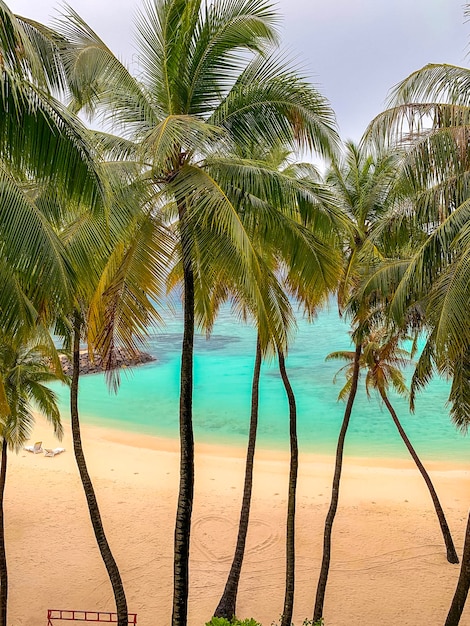 Palm trees on beach against sky