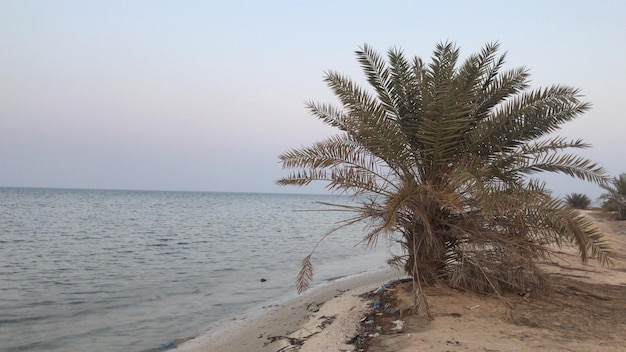 Photo palm trees on beach against sky
