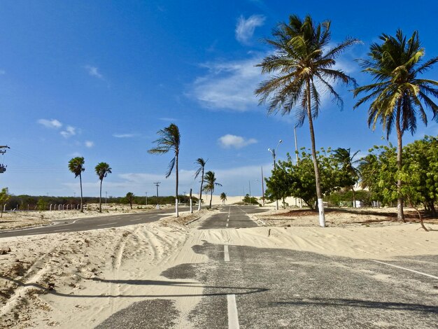 Foto palme sulla spiaggia contro il cielo