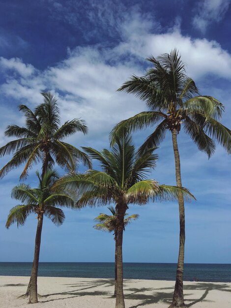 Palm trees on beach against sky