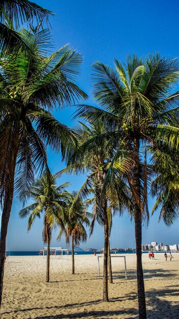 Photo palm trees on beach against sky