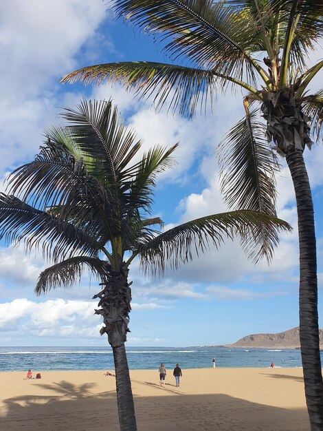 Palm trees on beach against sky