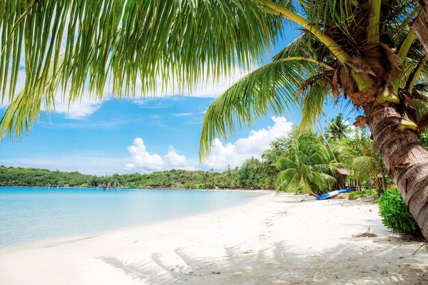 Palm trees on beach against sky