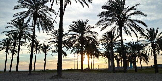 Photo palm trees on beach against sky