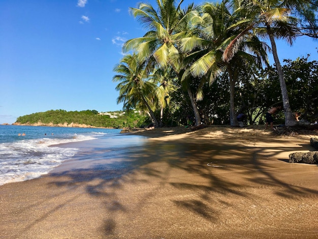 Photo palm trees on beach against sky