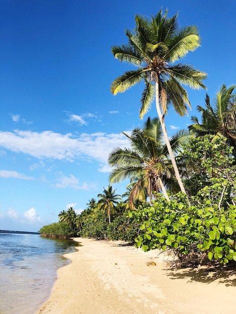 Palm trees on beach against sky