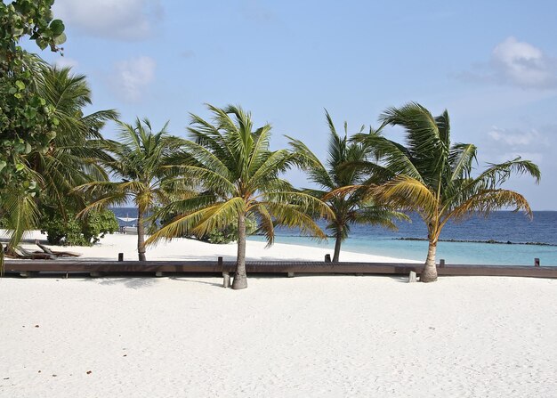 Photo palm trees on beach against the sky