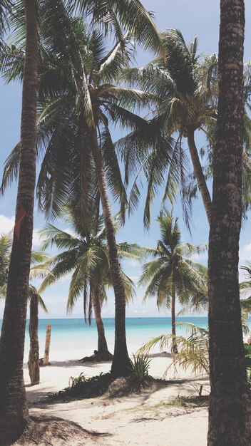 Photo palm trees on beach against sky