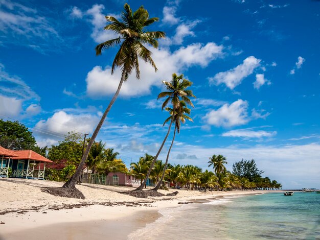 Palm trees on beach against sky