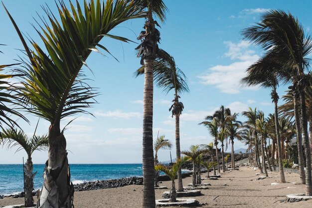 Palm trees on beach against sky