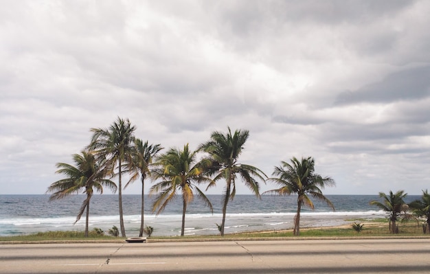 Photo palm trees on beach against sky