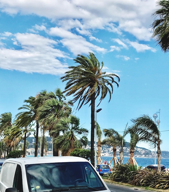 Palm trees on beach against sky