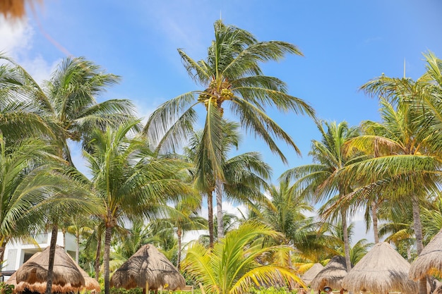 Palm trees on the beach in belize