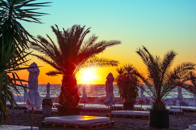 Palm trees and beach at the Black sea in Bulgaria