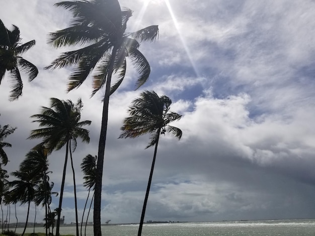 Palm trees on the beach in front of a cloudy sky