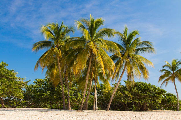 Photo palm trees on beach landscape