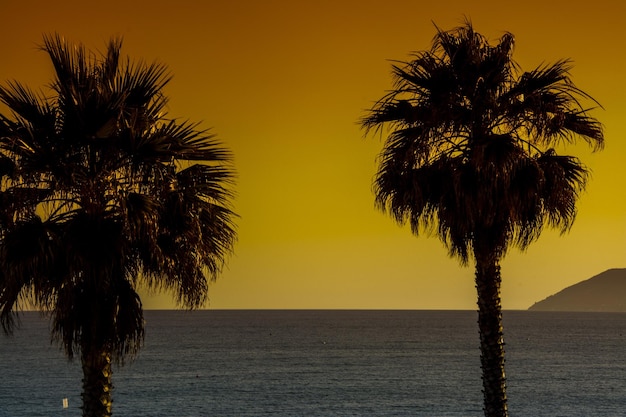 Photo palm trees on beach at sunset