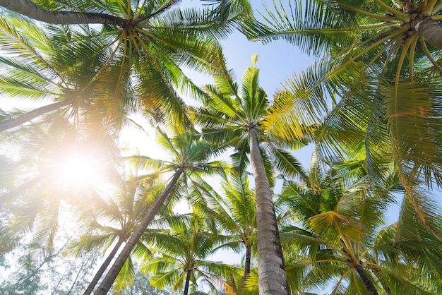 palm trees on the beach with sky background