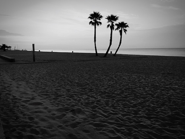 Photo palm trees on beach