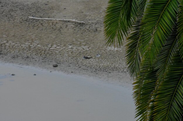 Palm trees on beach