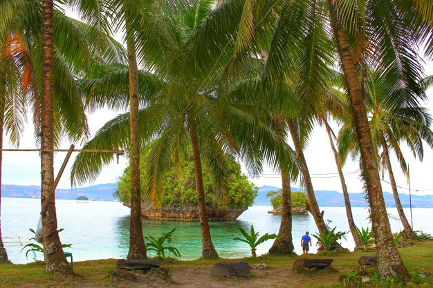 Palm trees on beach