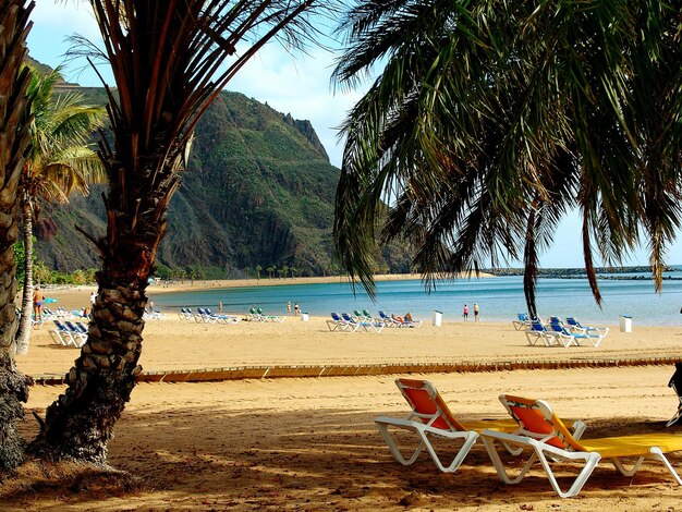 Foto palme sulla spiaggia