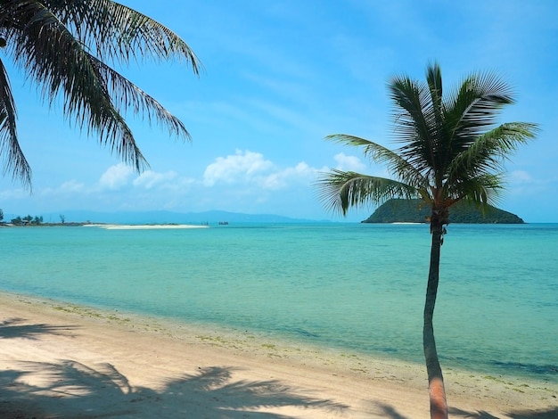 palm trees on beach