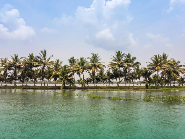 Palm trees on beach