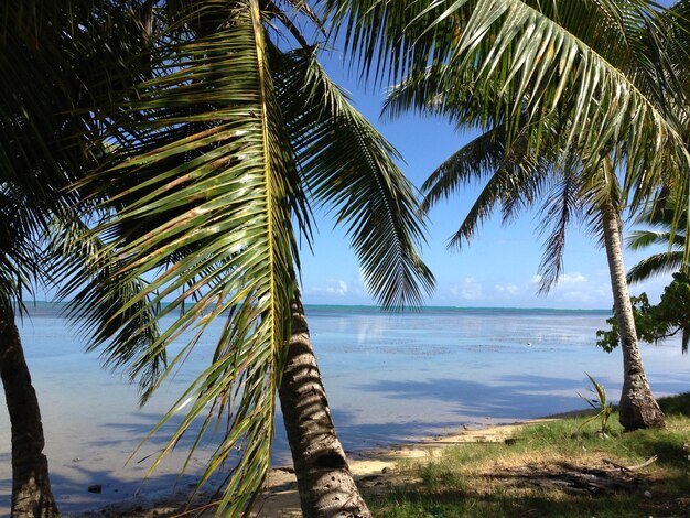 Photo palm trees on beach