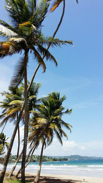 Palm trees on beach