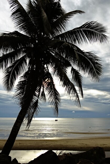 Photo palm trees on beach