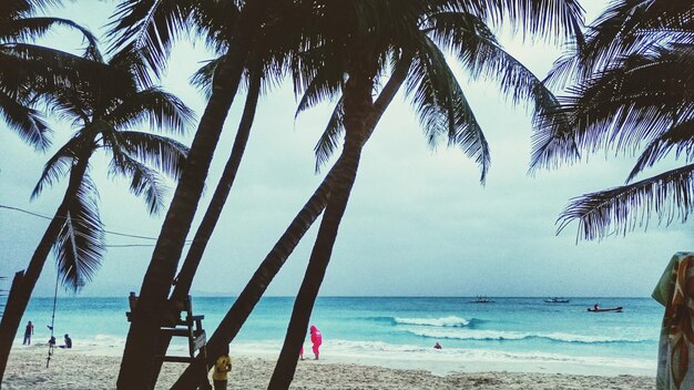 Photo palm trees on beach