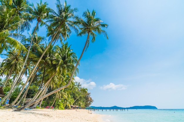 Photo palm trees on beach